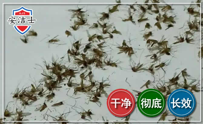 云和苍蝇防治-灭蝇