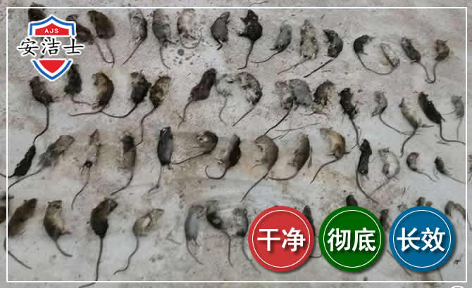 云和鼠害防治-灭鼠