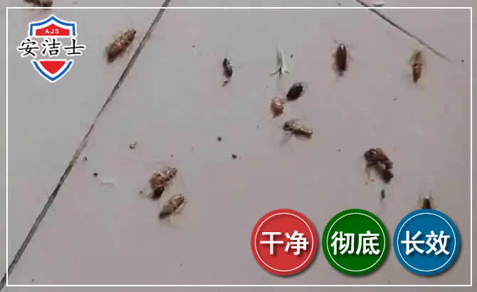 云和蟑螂防治-灭蟑螂