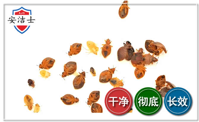 云和臭虫防治-消灭臭虫